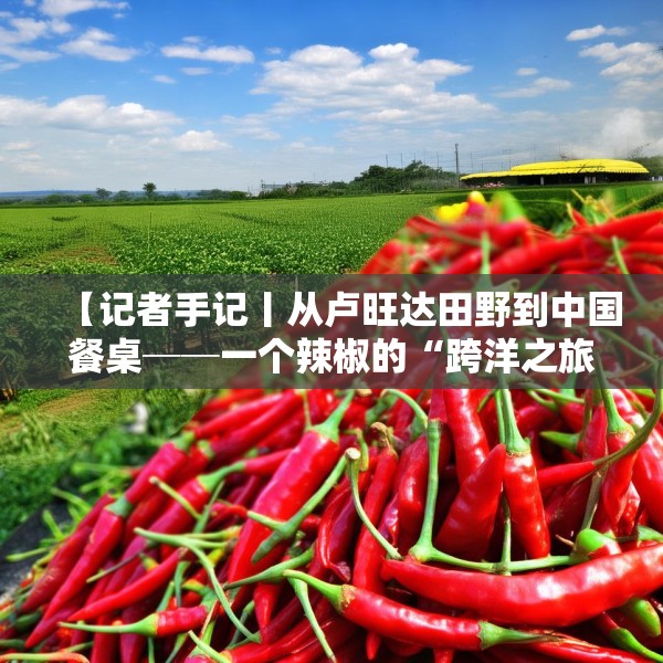 【记者手记丨从卢旺达田野到中国餐桌──一个辣椒的“跨洋之旅”】